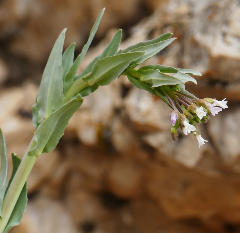 Boechera perennans subsp. centrifendleri photo 6