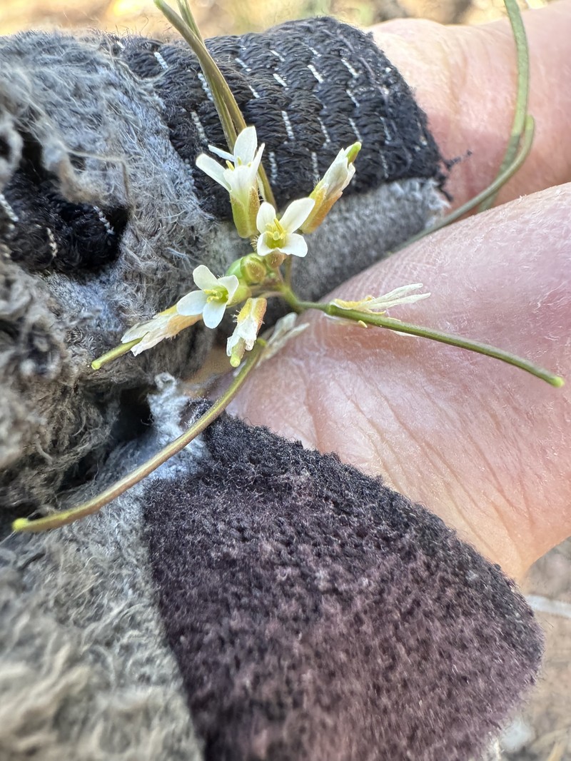 Boechera perennans subsp. centrifendleri photo 7
