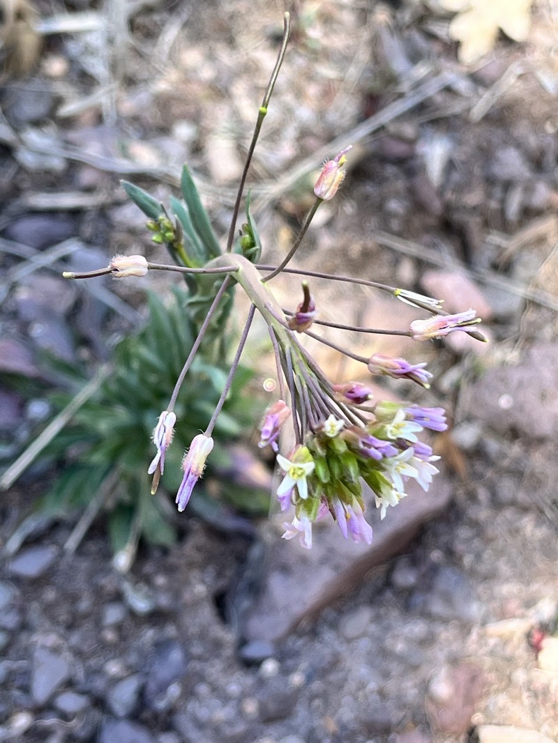 Boechera perennans subsp. centrifendleri photo 8