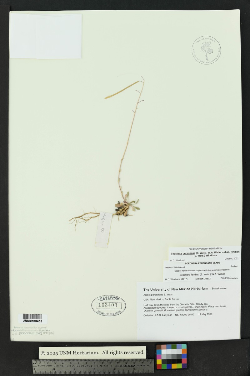 Fendler's Rockcress