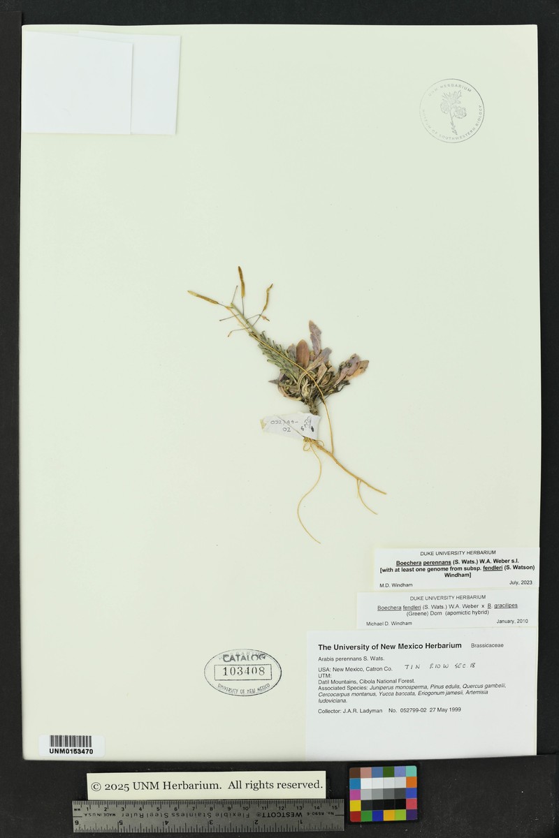 Fendler's Rockcress photo 2