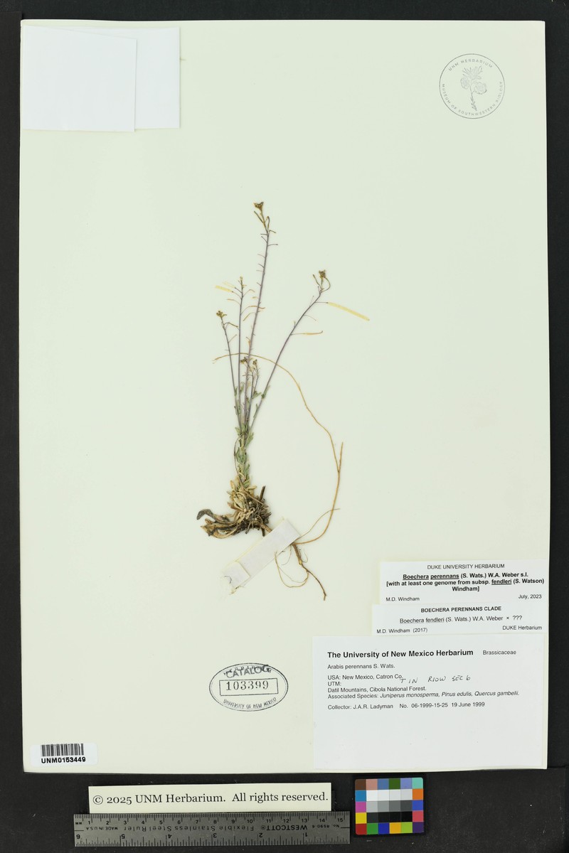 Fendler's Rockcress photo 3