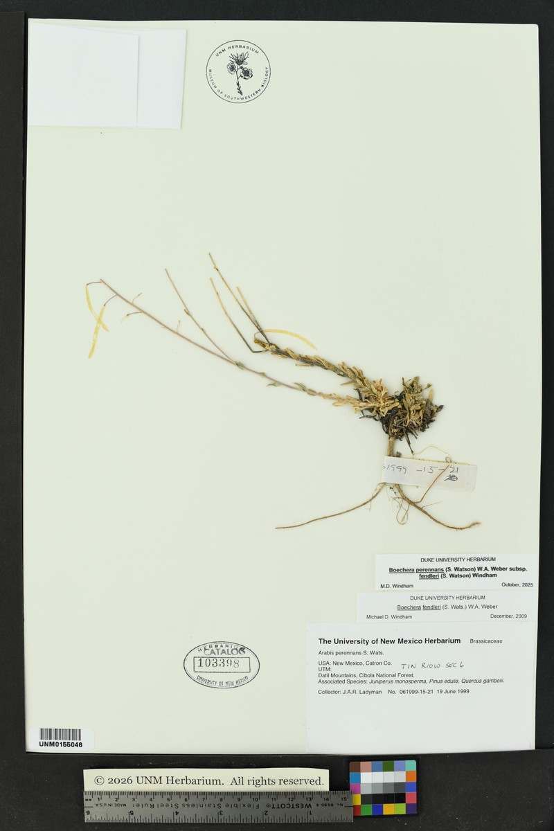Fendler's Rockcress photo 4