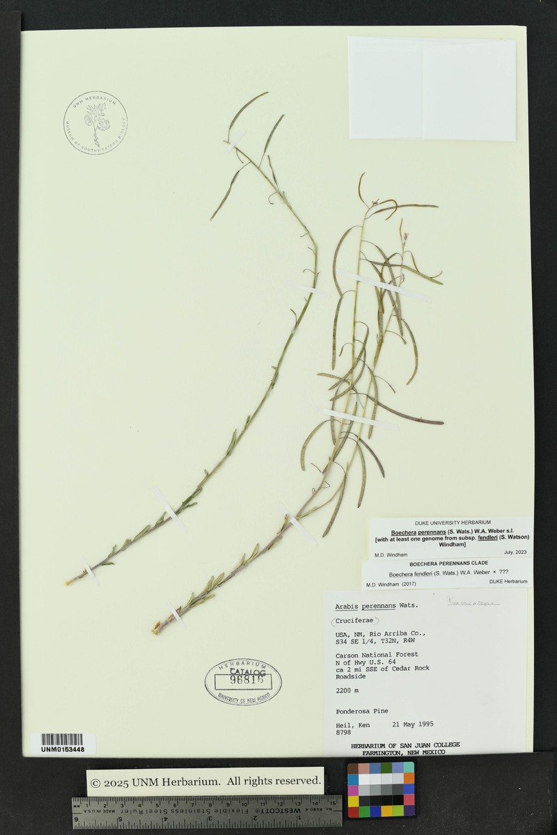 Fendler's Rockcress photo 5