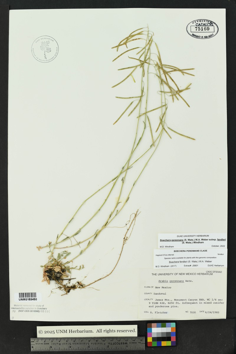 Fendler's Rockcress photo 6
