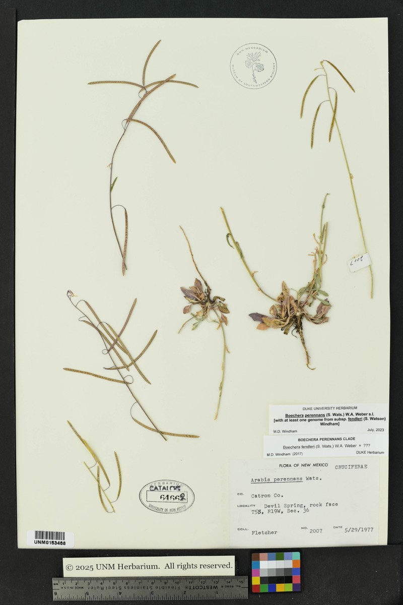 Fendler's Rockcress photo 7