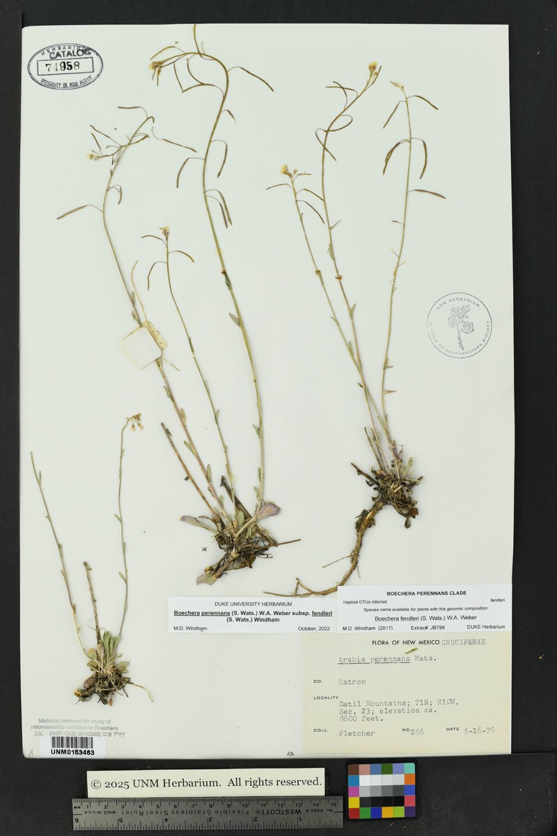 Fendler's Rockcress photo 8
