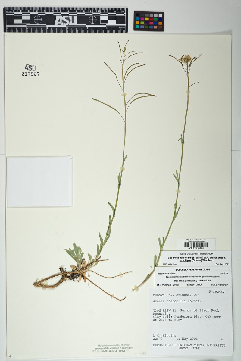 Flagstaff Rockcress