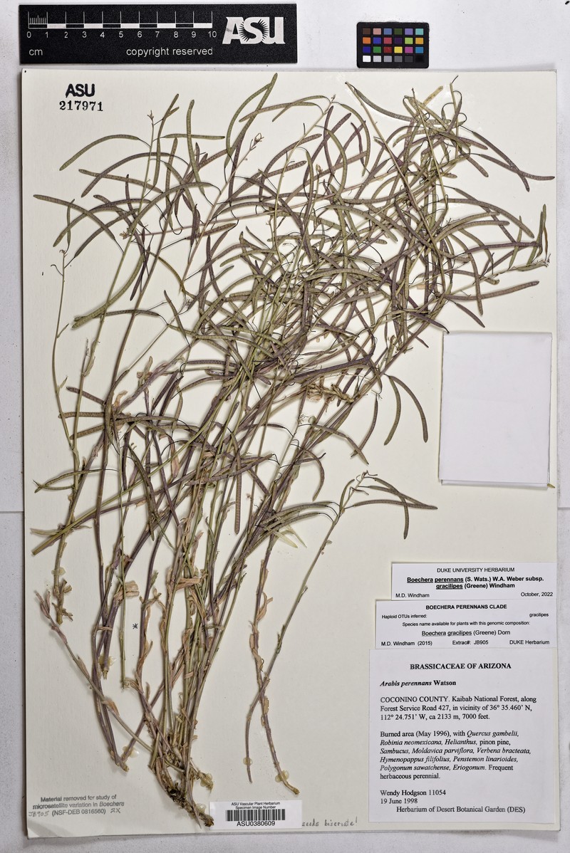 Flagstaff Rockcress photo 2