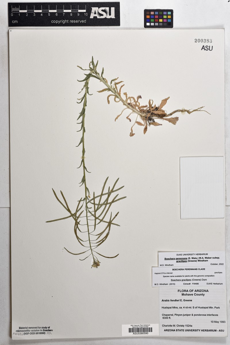 Flagstaff Rockcress photo 3