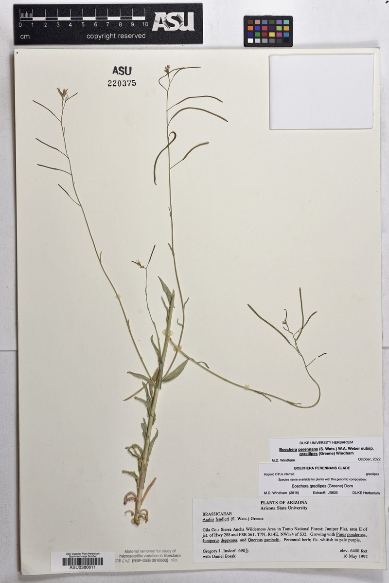 Flagstaff Rockcress photo 5