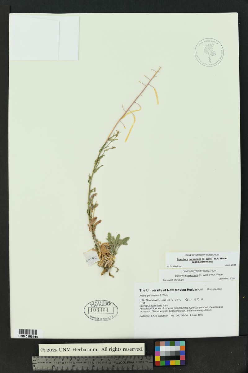 Boechera perennans subsp. perennans
