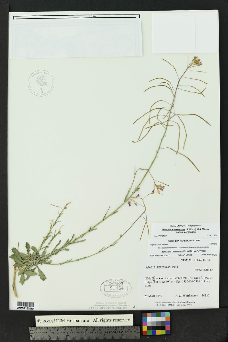 Boechera perennans subsp. perennans photo 2