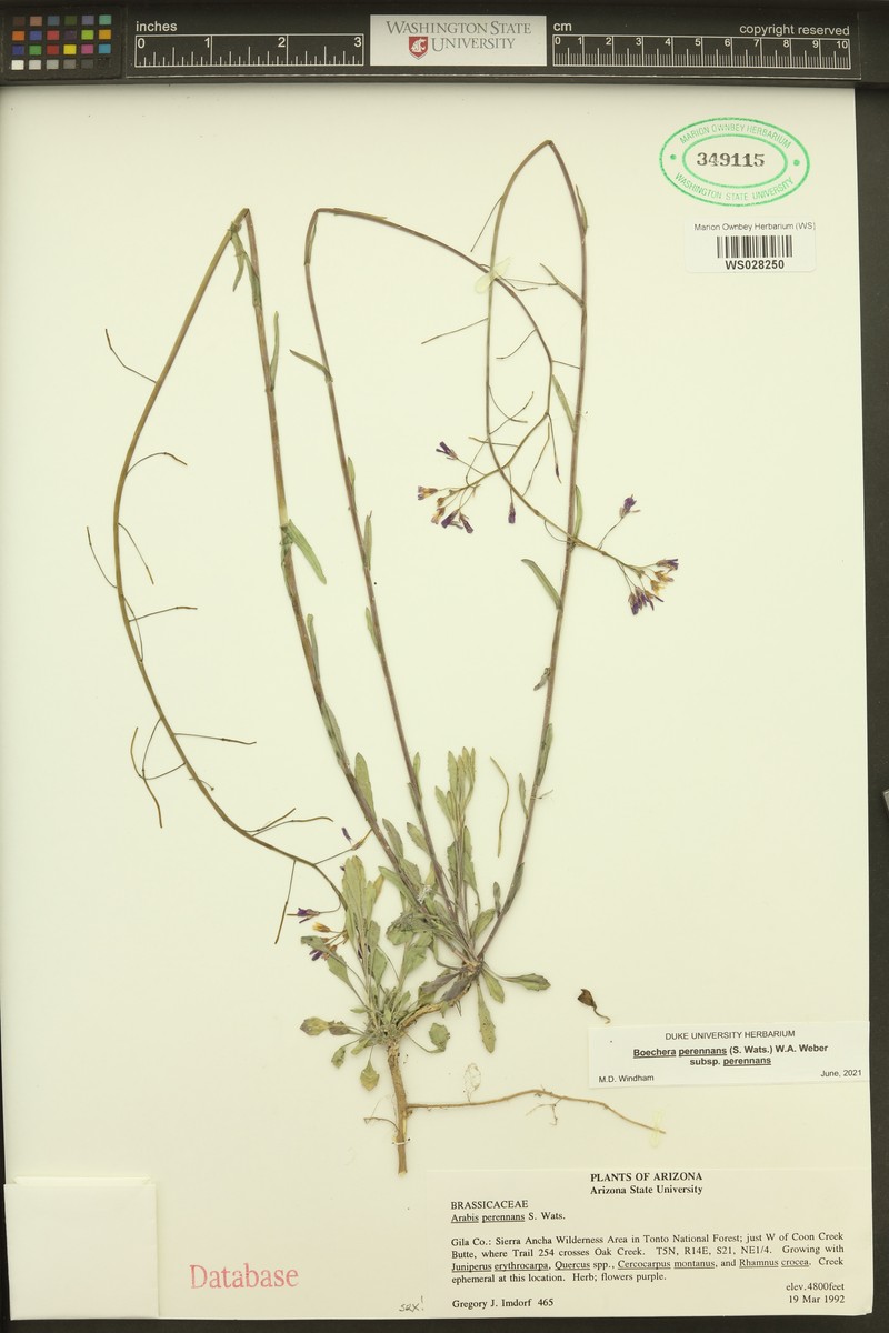 Boechera perennans subsp. perennans photo 3