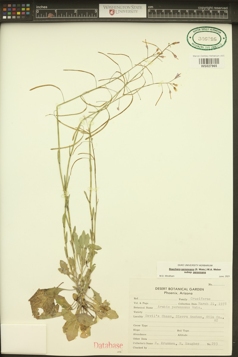 Boechera perennans subsp. perennans photo 4