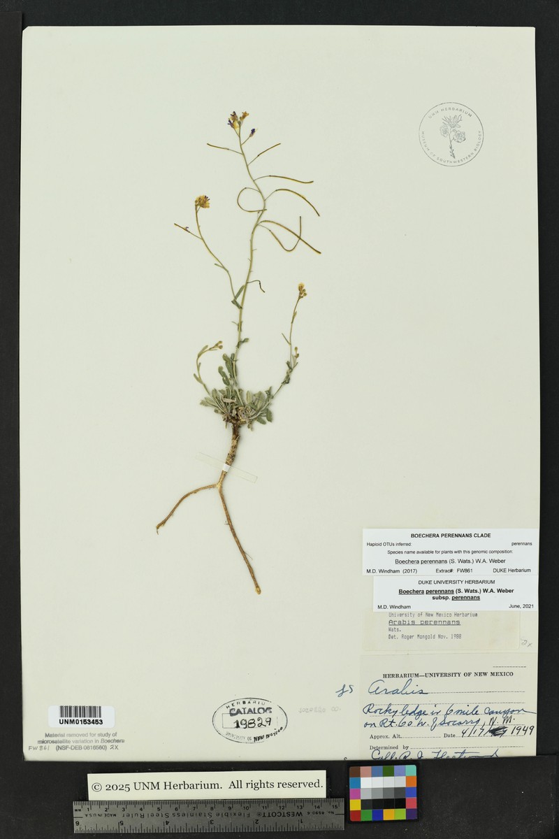 Boechera perennans subsp. perennans photo 6