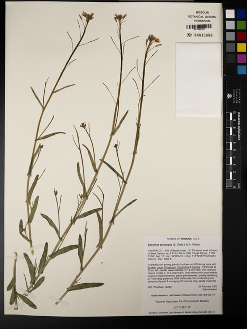 Boechera perennans subsp. porphyrea