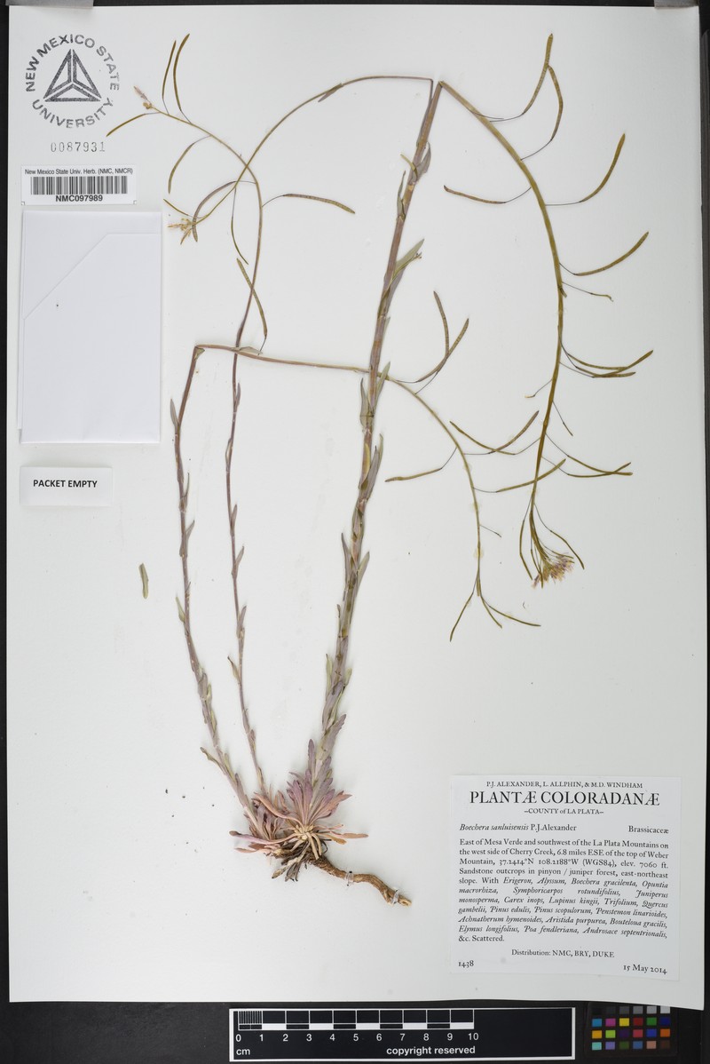 Boechera perennans subsp. sanluisensis photo 4