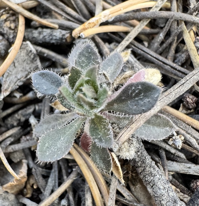 Boechera perennans subsp. sanluisensis