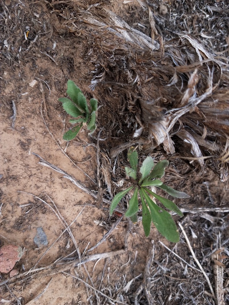 Boechera perennans subsp. sanluisensis photo 2