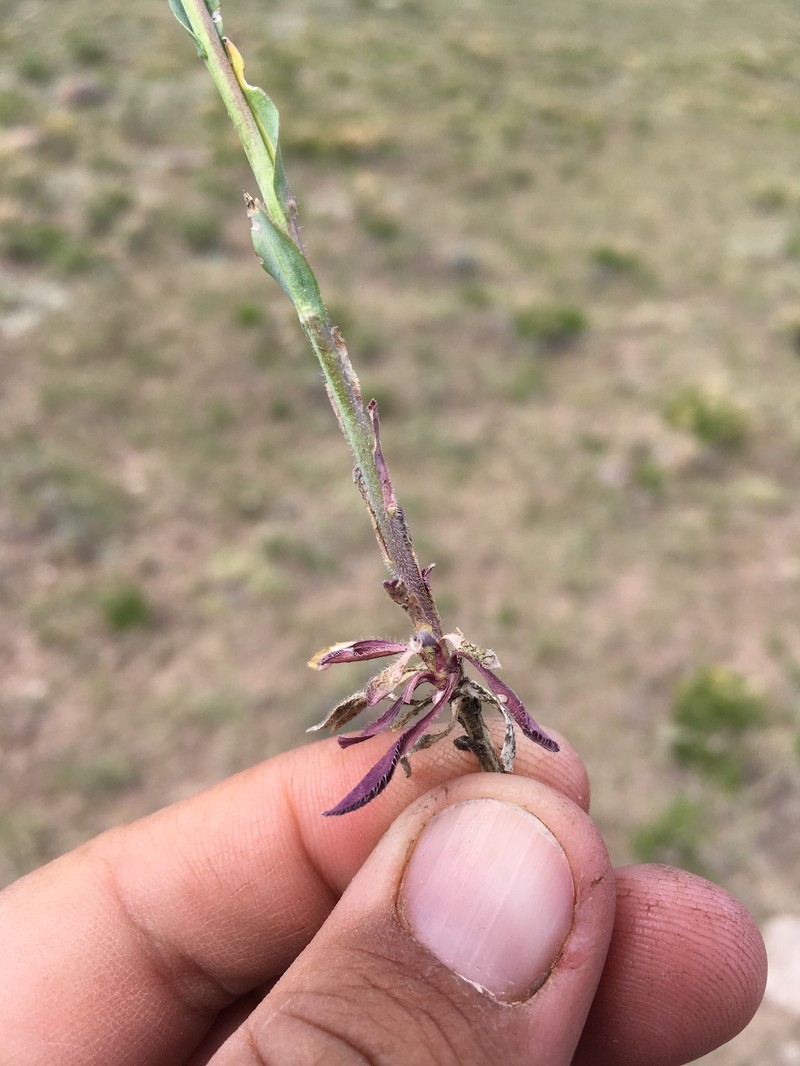 Boechera perennans subsp. sanluisensis photo 3