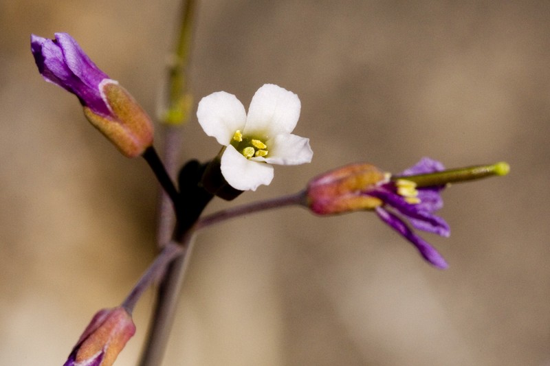 Boechera perennans subsp. zephyra