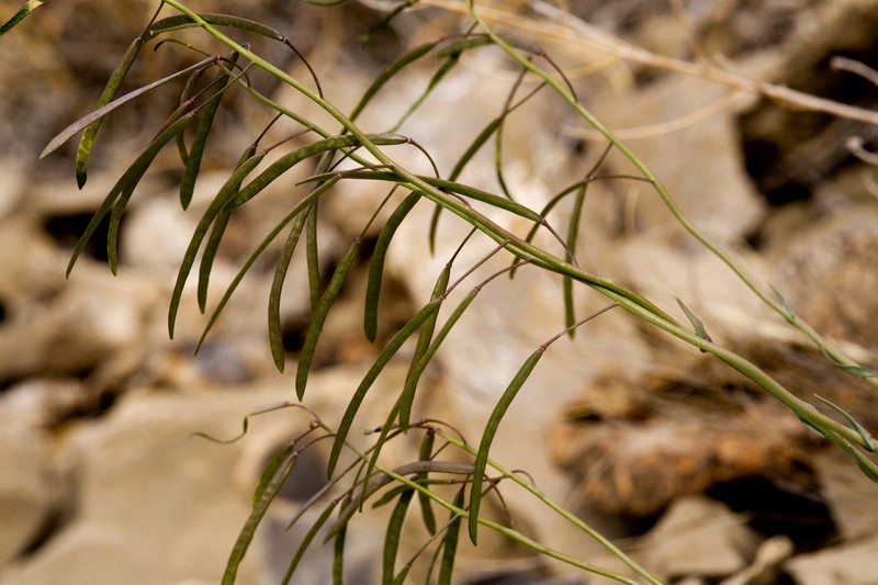 Boechera perennans subsp. zephyra photo 2
