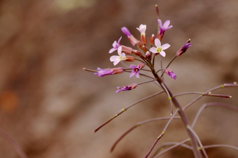 Boechera perennans subsp. zephyra photo 5