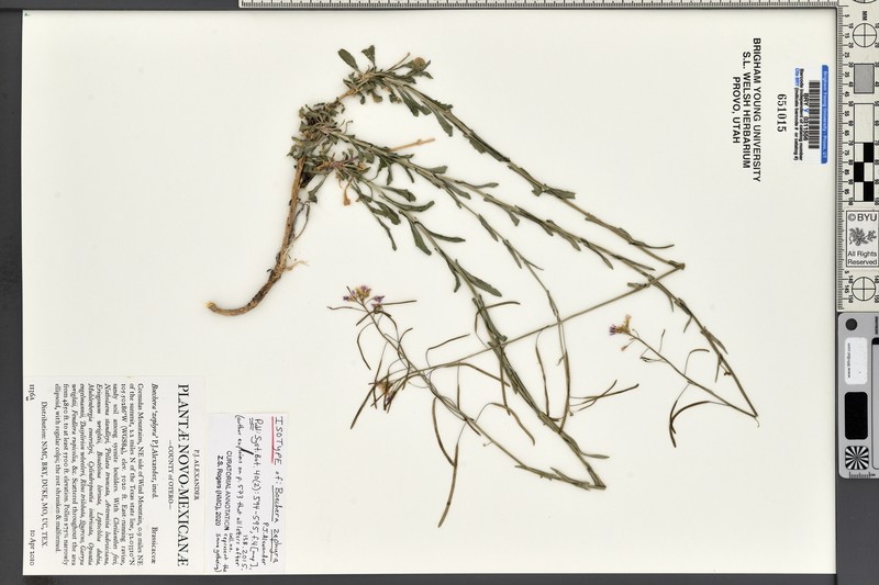 Boechera perennans subsp. zephyra photo 6