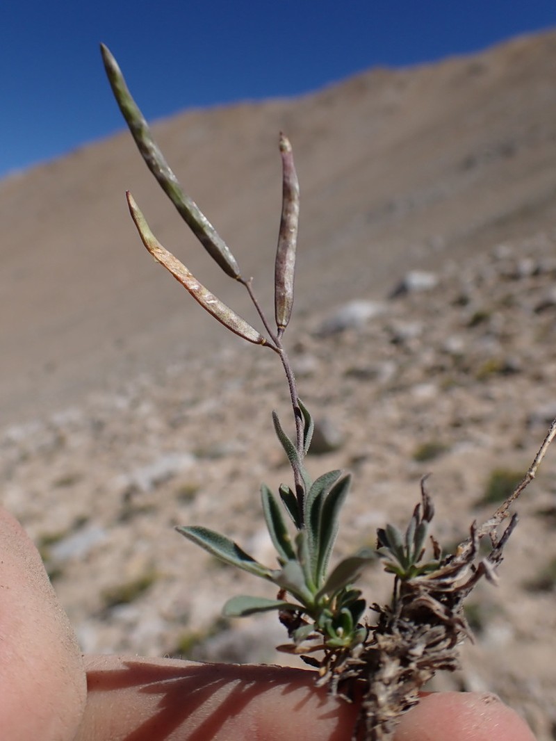 Boundary Peak Rockcress
