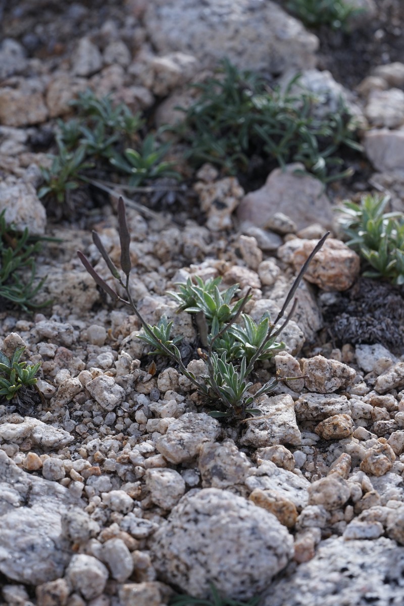 Boundary Peak Rockcress photo 3