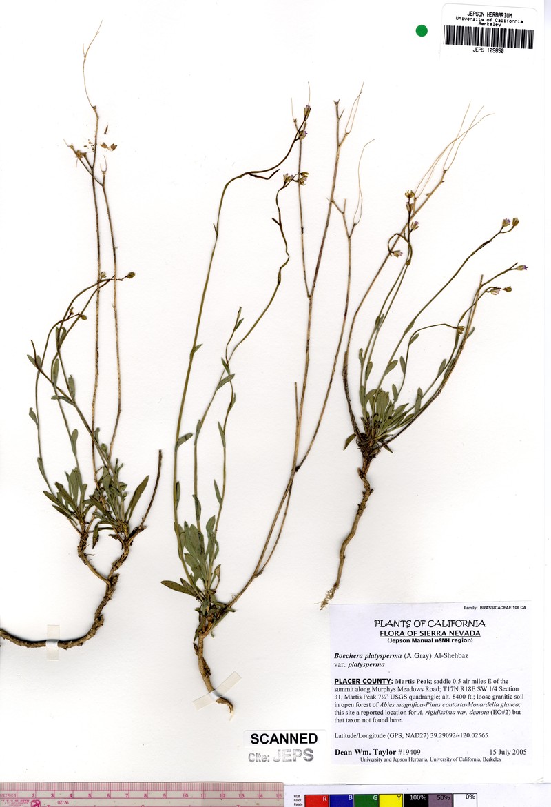 Howell's Pioneer Rockcress