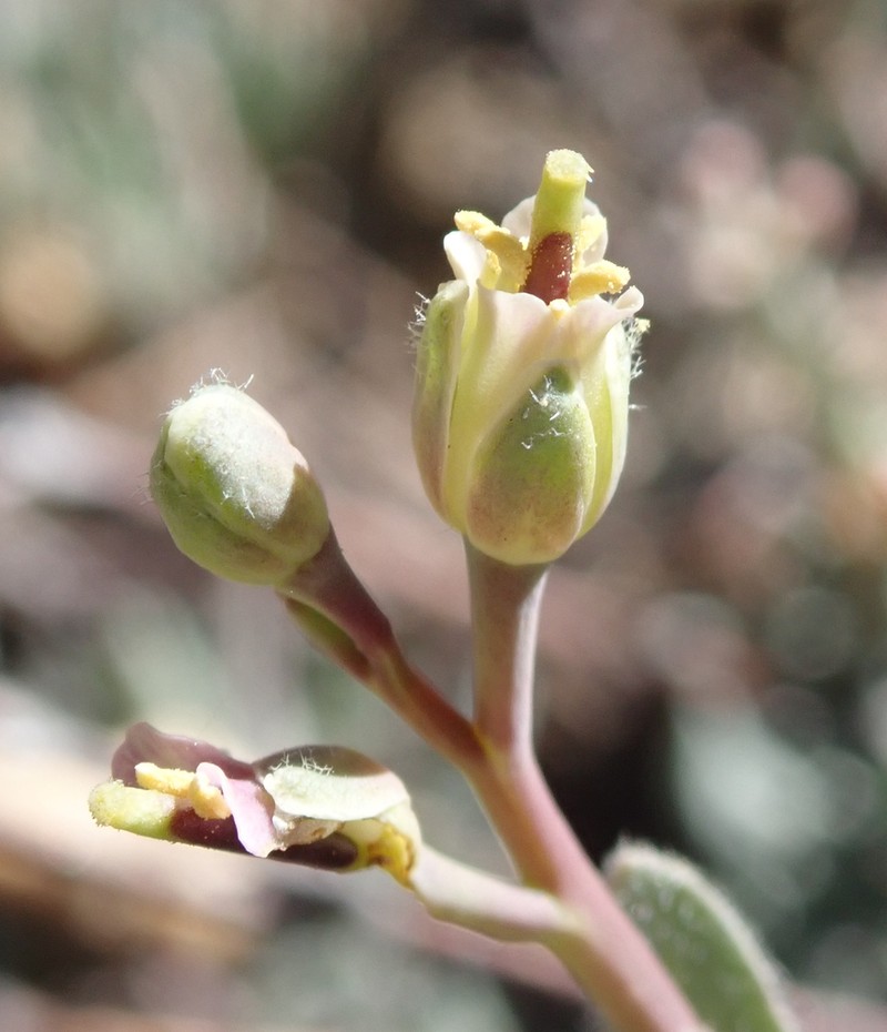 pioneer rockcress photo 2