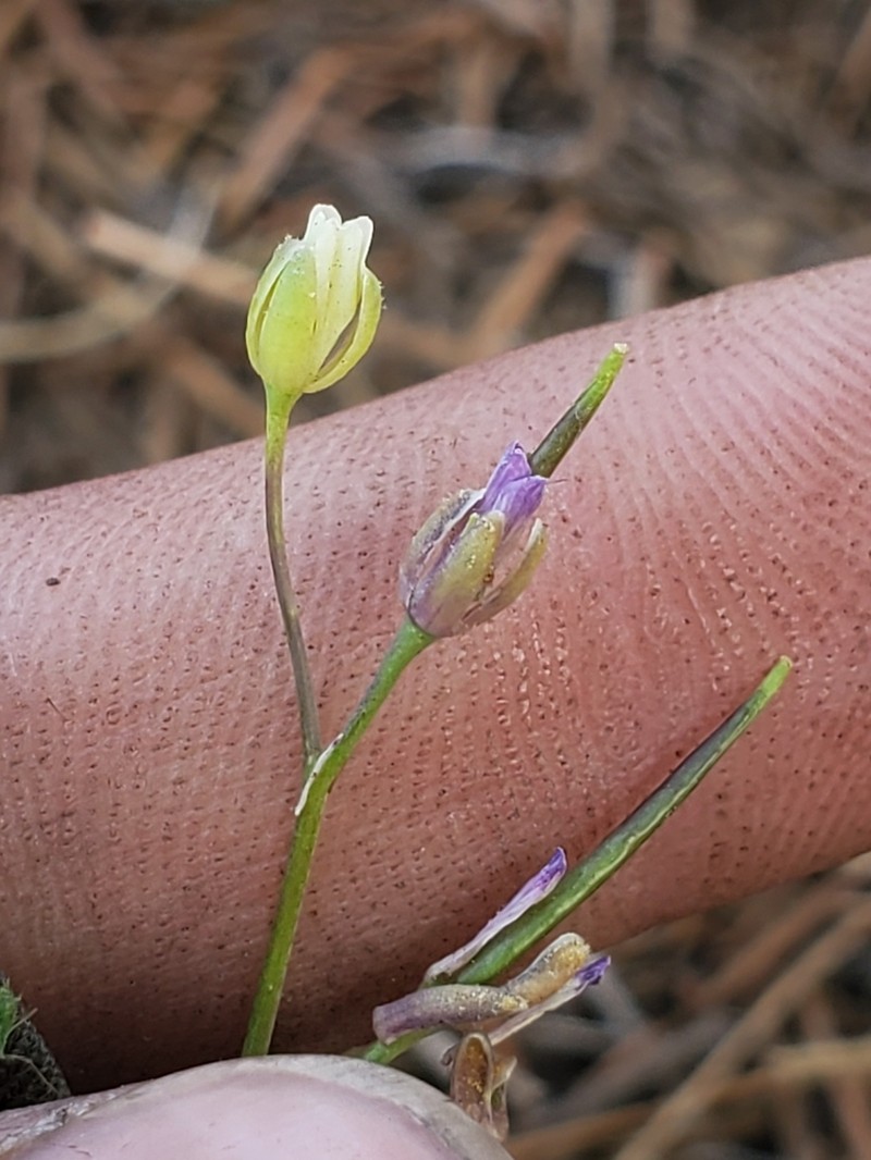 pioneer rockcress photo 3