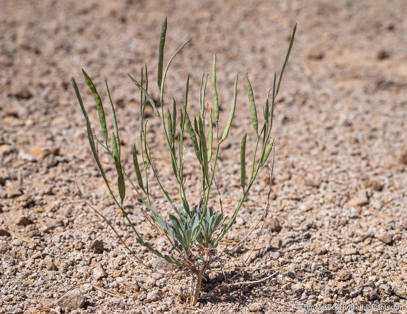 pioneer rockcress photo 4