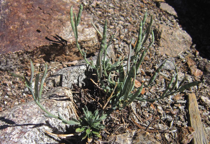 pioneer rockcress photo 5