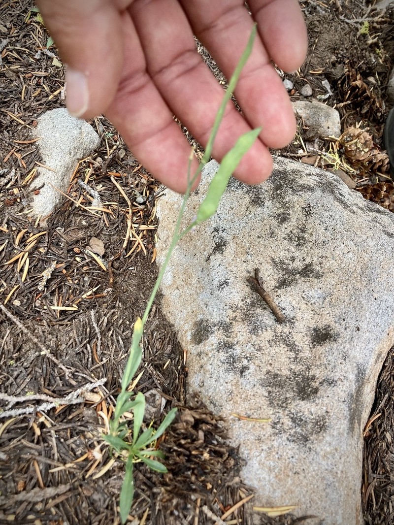 pioneer rockcress photo 6