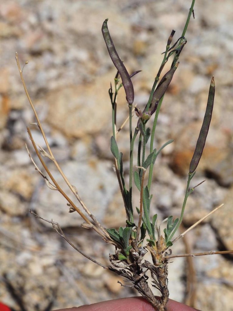 pioneer rockcress photo 7