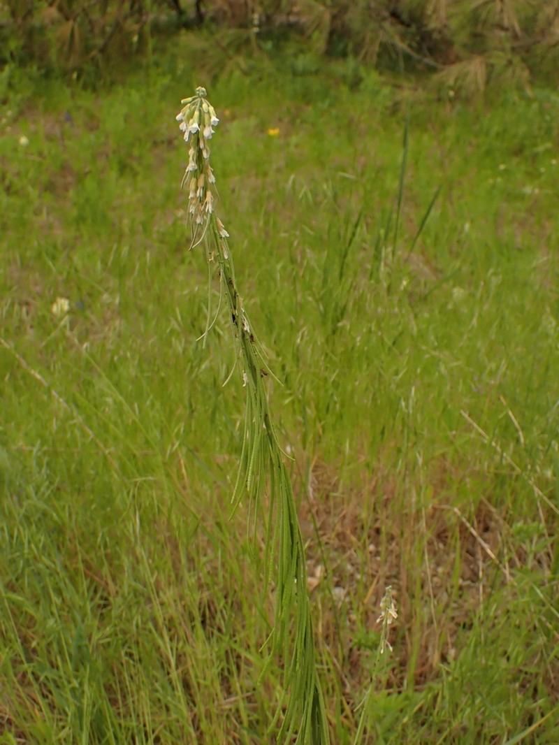 Boechera polyantha
