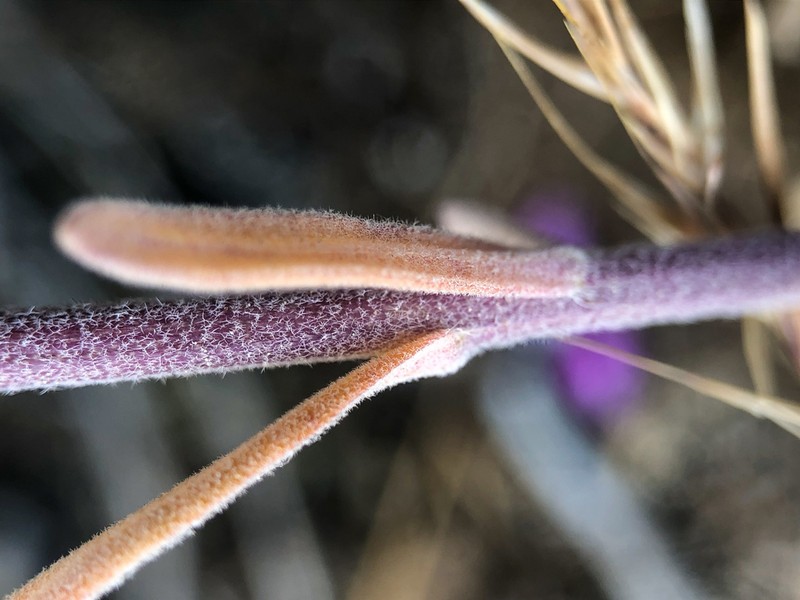 Boechera polyantha photo 2