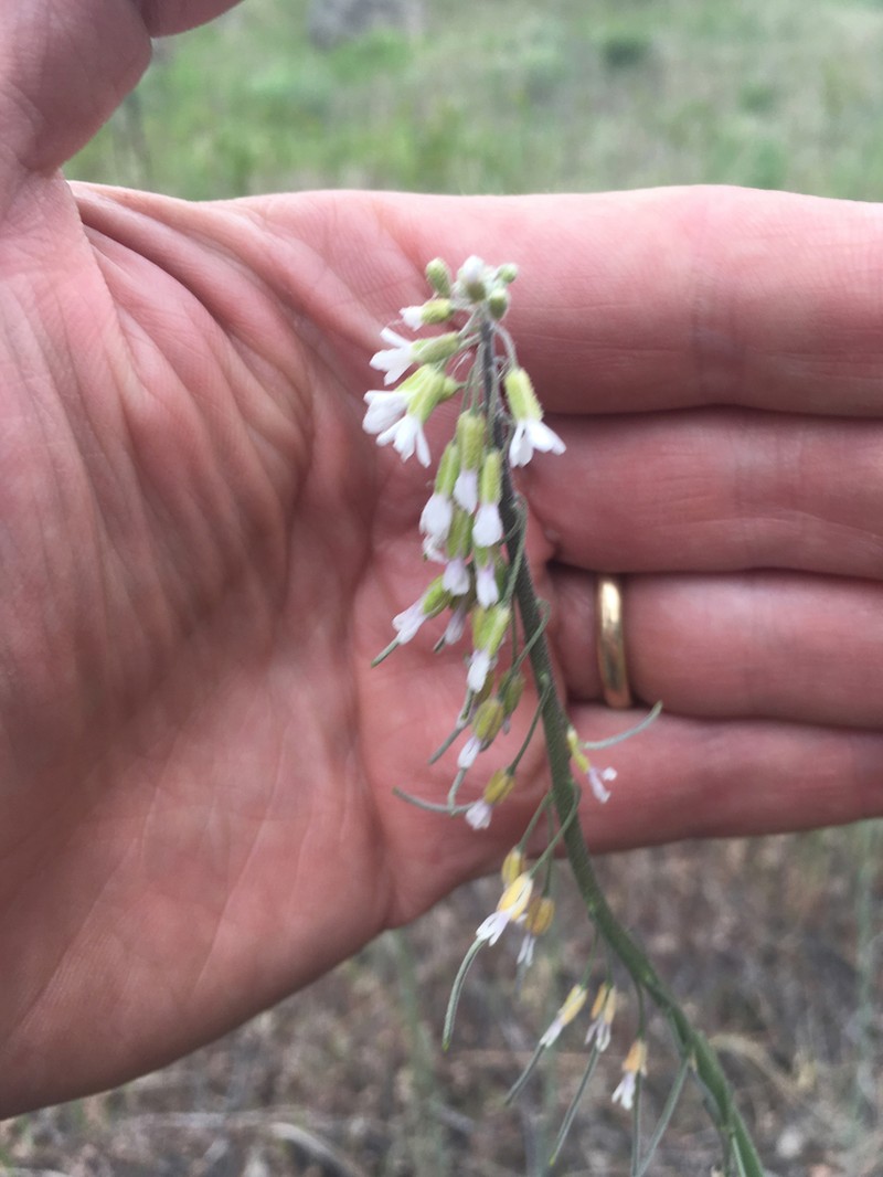 Boechera polyantha photo 3