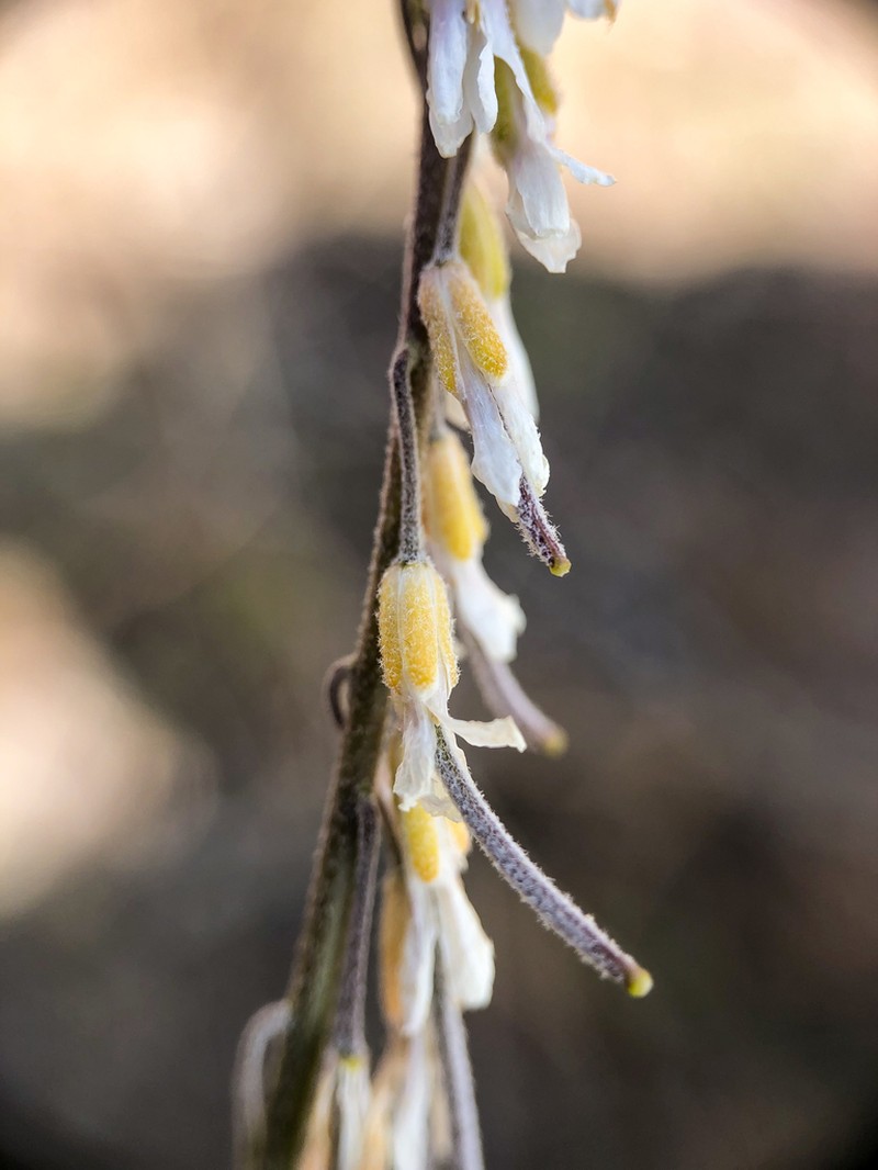 Boechera polyantha photo 4