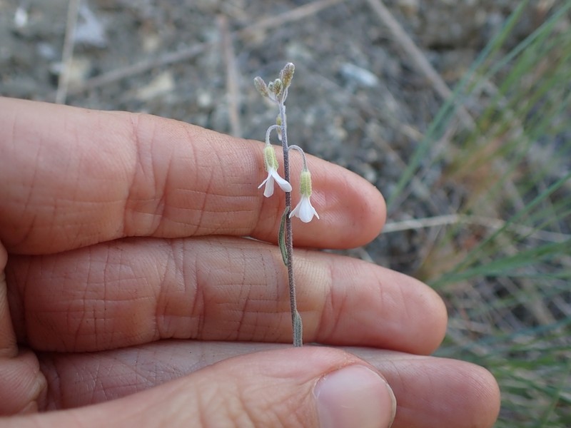 Boechera polyantha photo 5