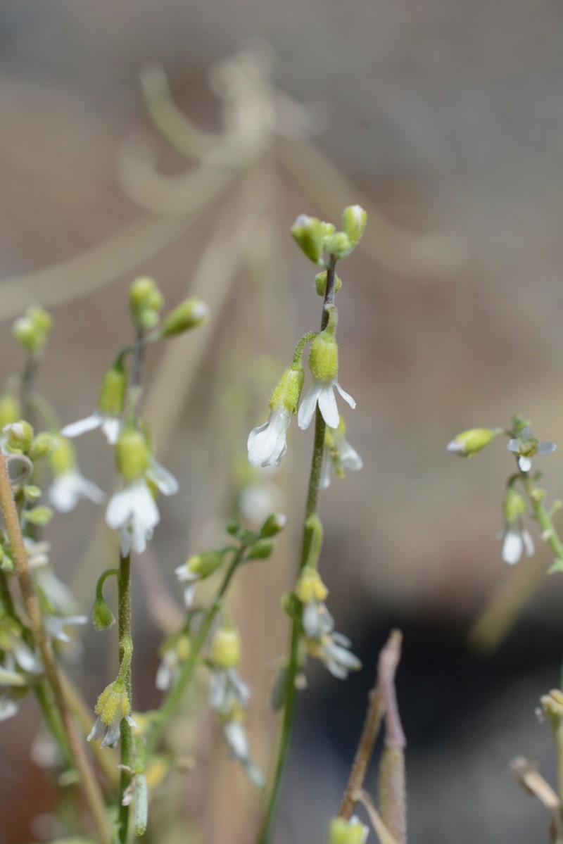Boechera polyantha photo 6