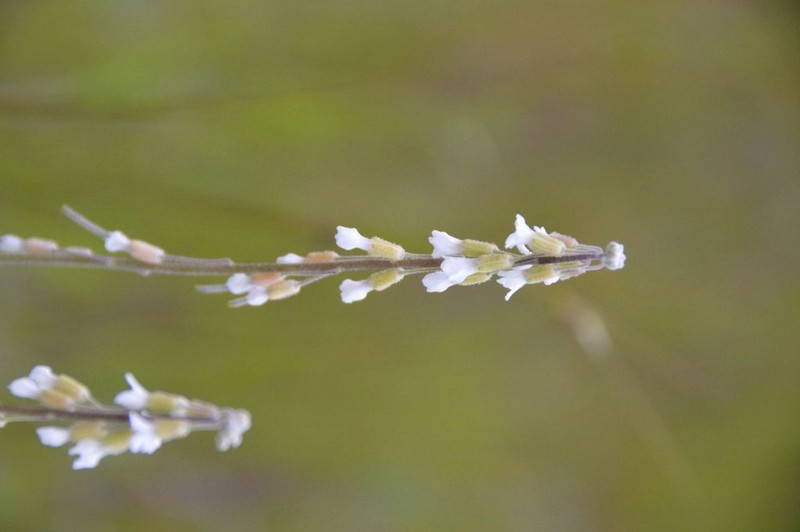 Boechera polyantha photo 7