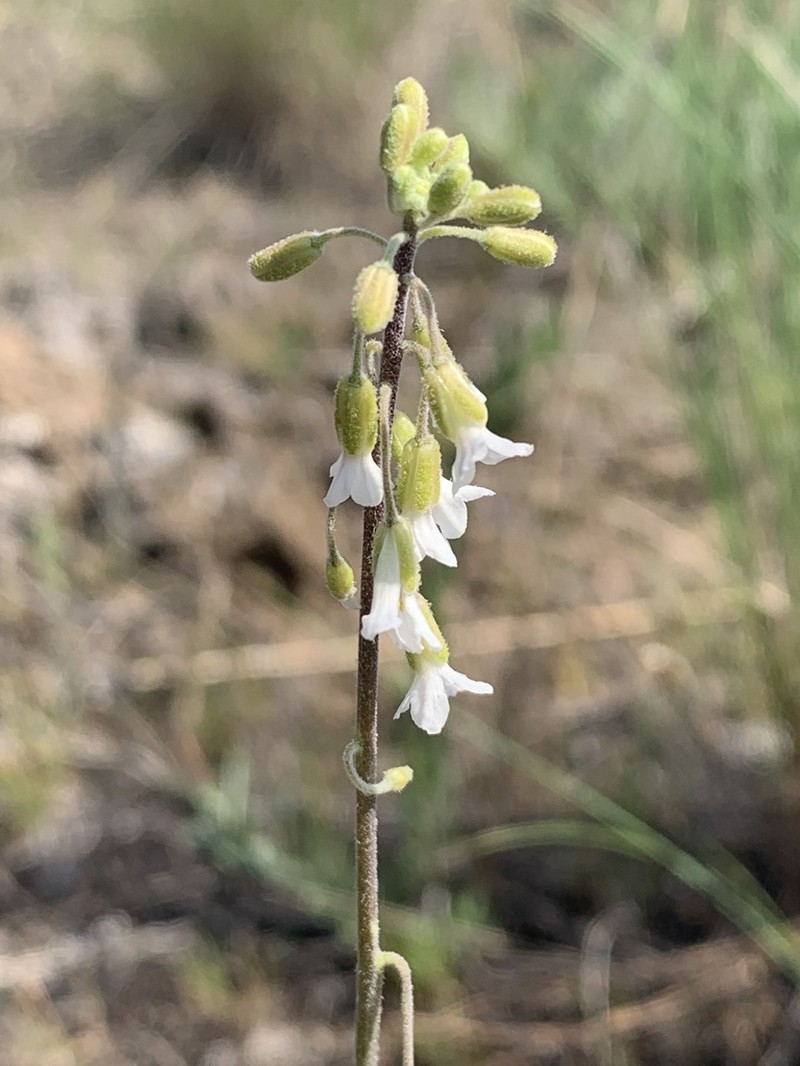 Boechera polyantha photo 8