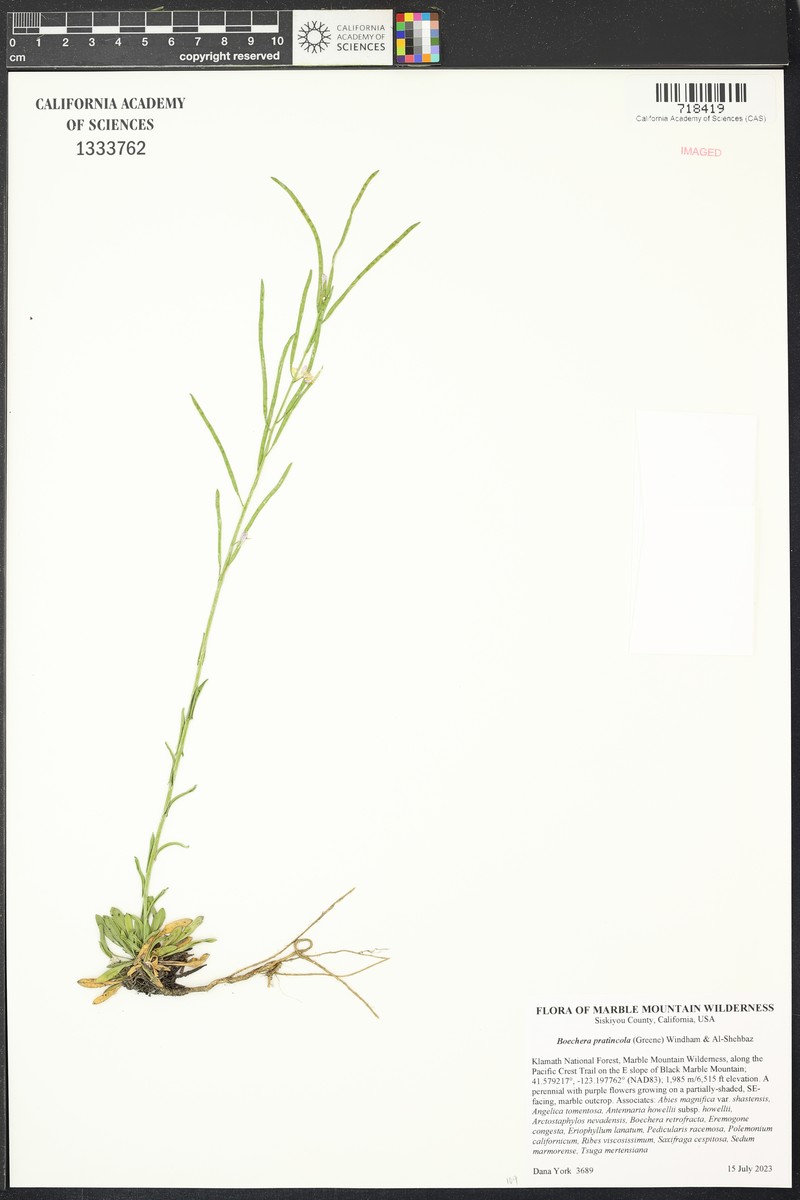 Boechera pratincola