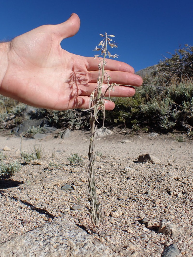 Beckwith's Rockcress photo 2