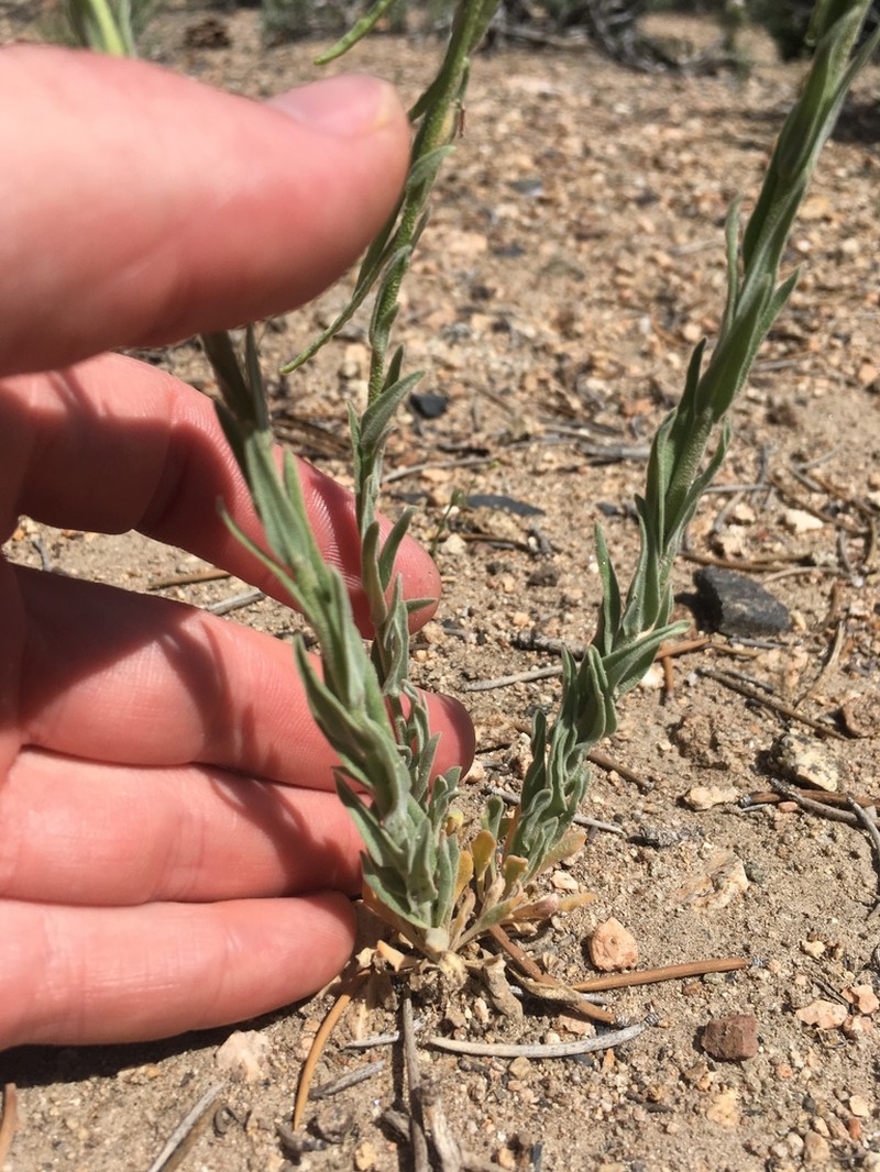 Beckwith's Rockcress photo 4