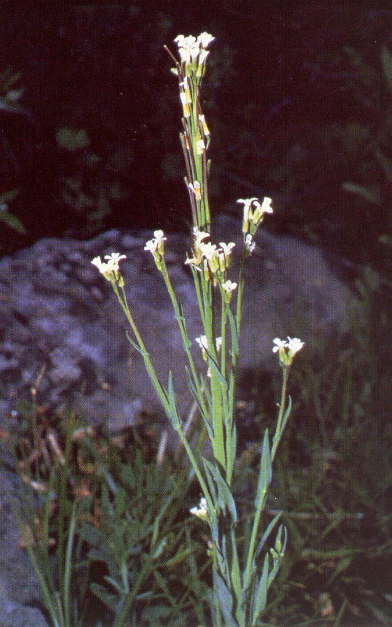 Silver Rockcress